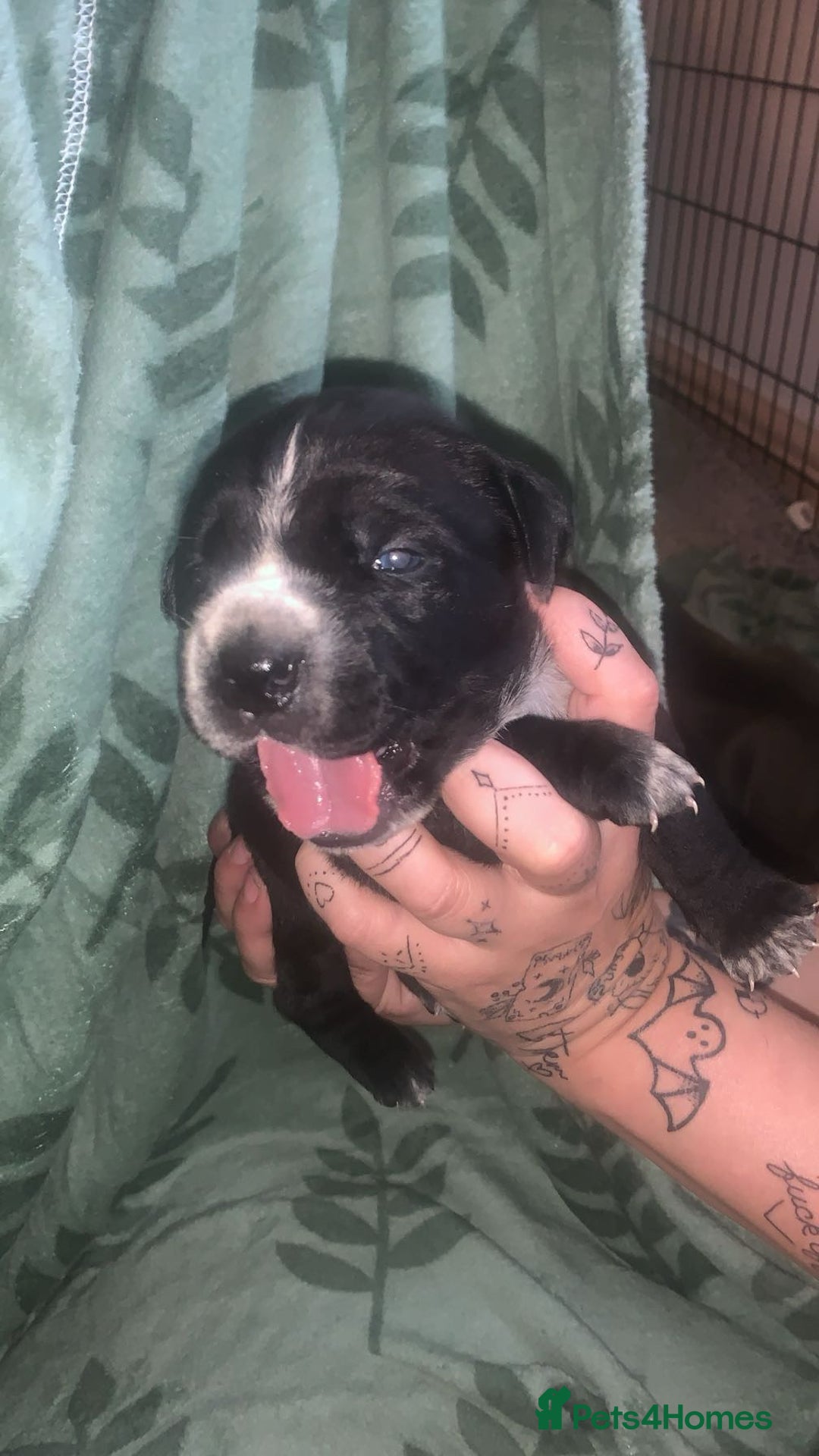 Cane Corso dogs for sale: Beautiful Cane Corso Puppies - Image 8