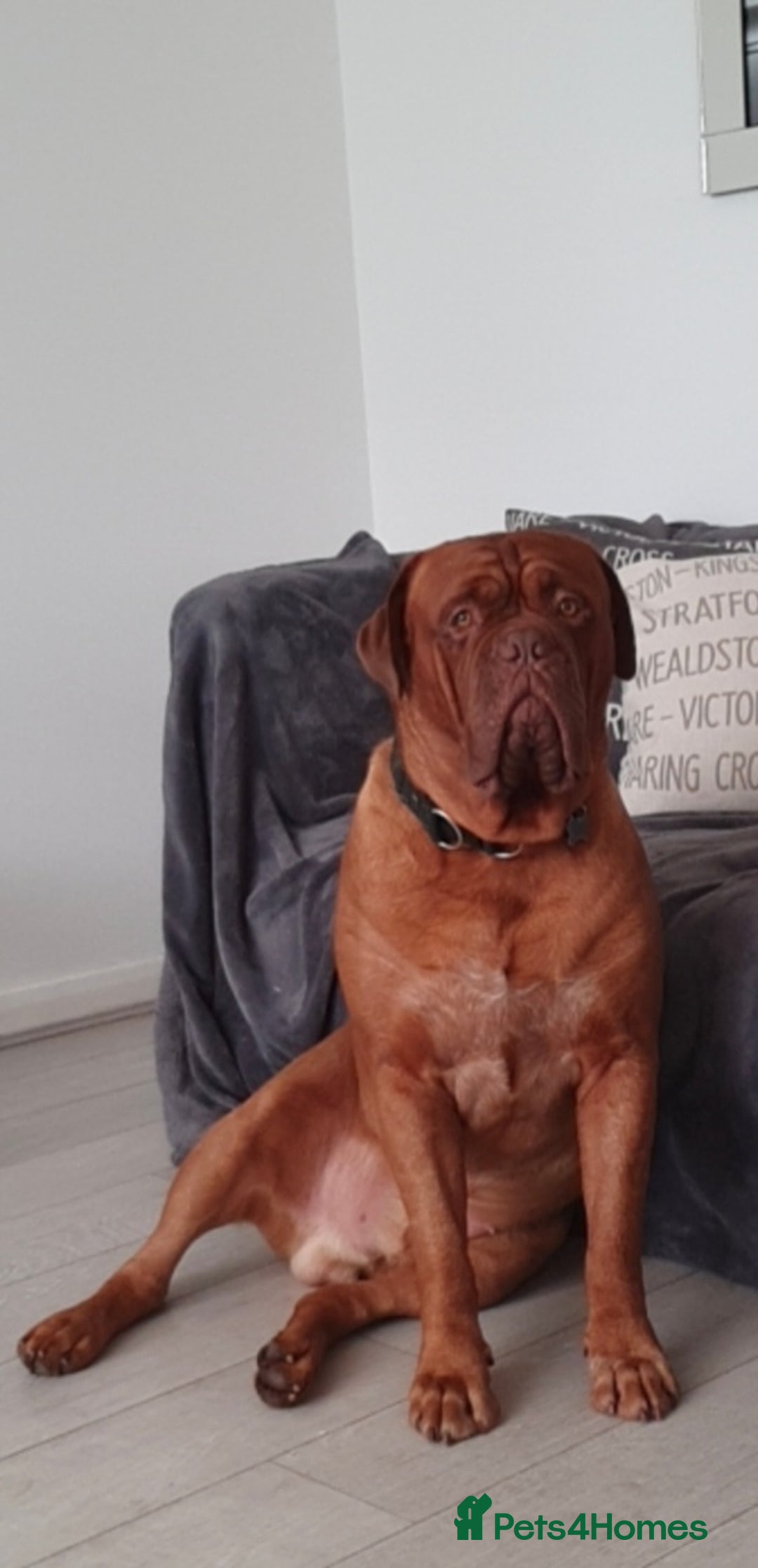 Dogue De Bordeaux dogs for stud: Dougie for Stud - Advert 6