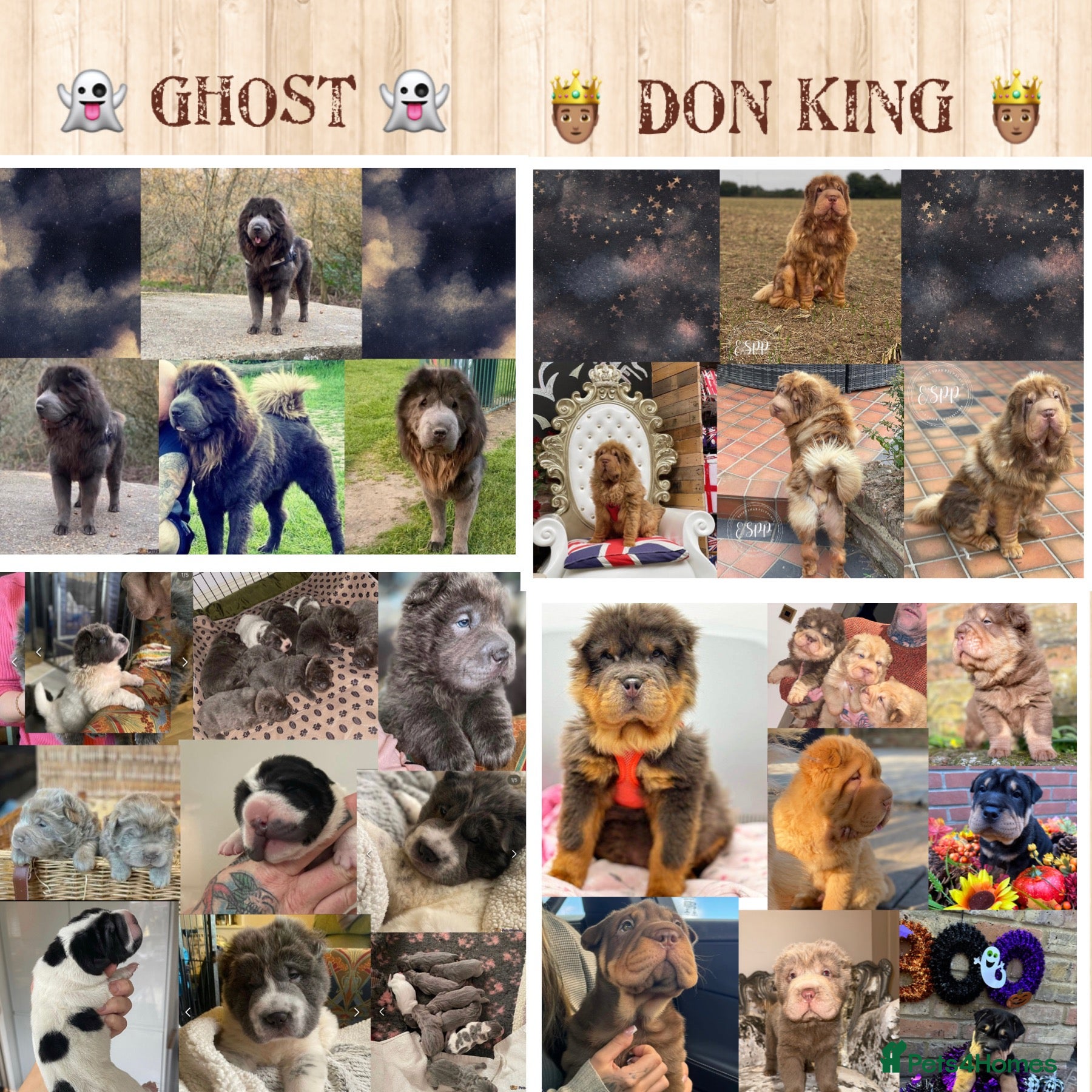 Shar Pei dogs BEST 🏆 Blue bear & chocolate & tan bear 🐻 in Hornchurch - Advert 2