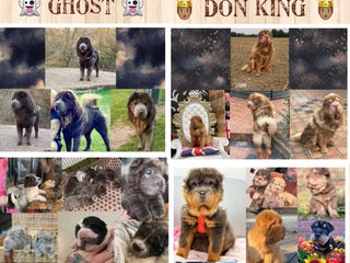 Shar Pei dogs in Hornchurch - Advert 2