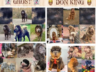 Shar Pei dogs BEST 🏆 Blue bear & chocolate & tan bear 🐻 in Hornchurch - Advert 2