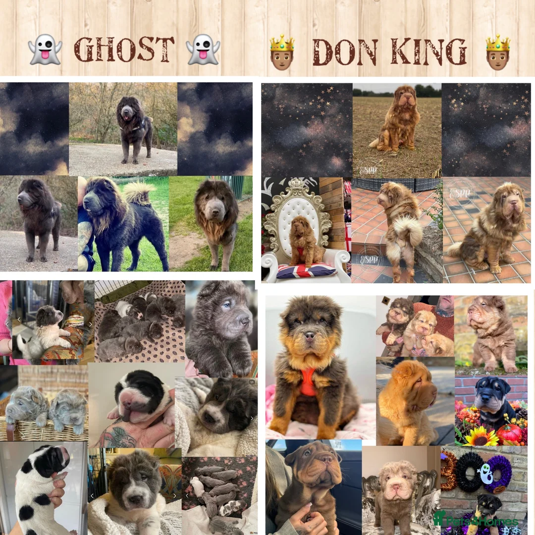 Shar Pei dogs for stud: BEST 🏆 Blue bear & chocolate & tan bear 🐻 in Hornchurch - Advert 1