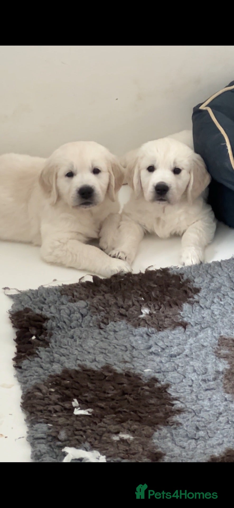 Golden Retriever dogs Cream Boys From Health Tested Parents  - Advert 1