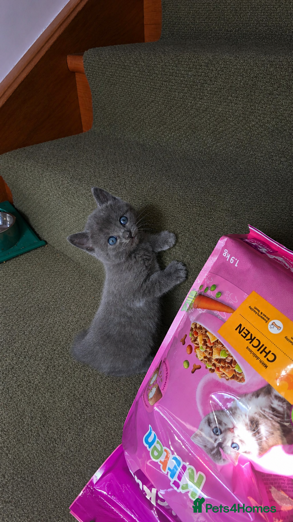 Mixed Breed cats Beautiful kittens ready now! - Advert 17