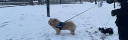 Chow Chow dogs for sale: Re-homing Ares in London - Advert 2