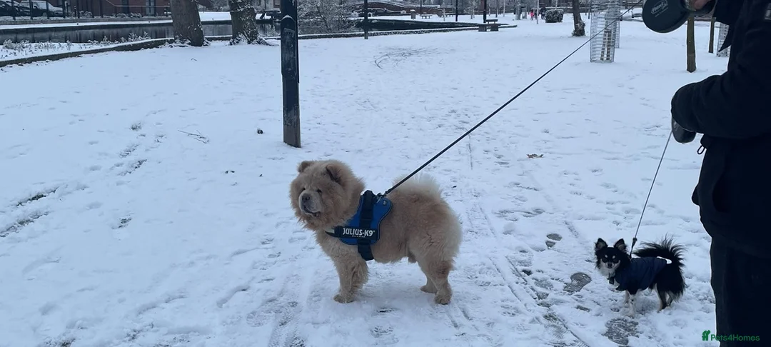 Chow Chow dogs for sale: Re-homing Ares in London - Advert 2