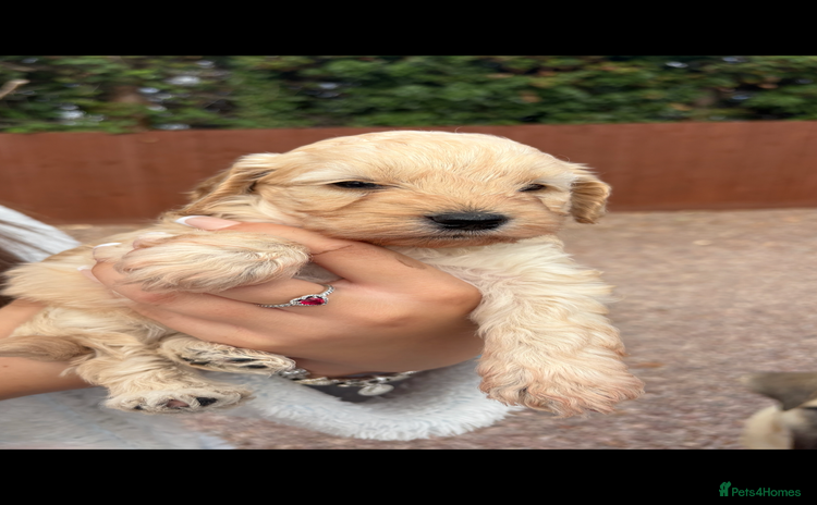 Cockapoo dogs - Advert 1