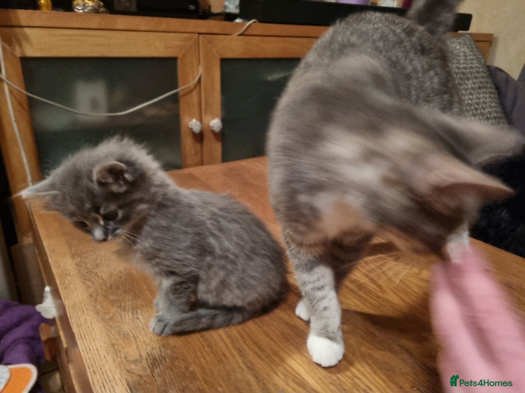 Mixed Breed cats for sale: Ghost tabby cats  - Advert 2