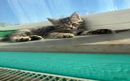 British Shorthair cats for sale: 8 week old kittens - Image 1