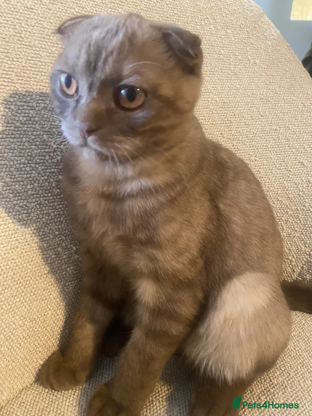 Mixed Breed cats for sale: Scottish Fold × British Shorthair Pair in Coventry - Advert 2