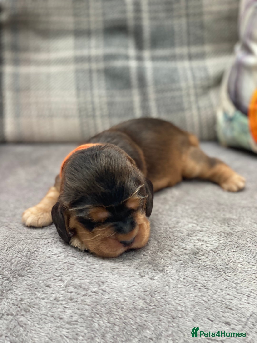 Cocker Spaniel dogs for sale: KC SHOW TYPE COCKER REGISTERED - Advert 18