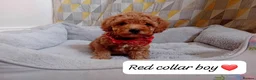Cavapoo dogs for sale: Cute and cuddly F1B Cavapoos - Advert 7
