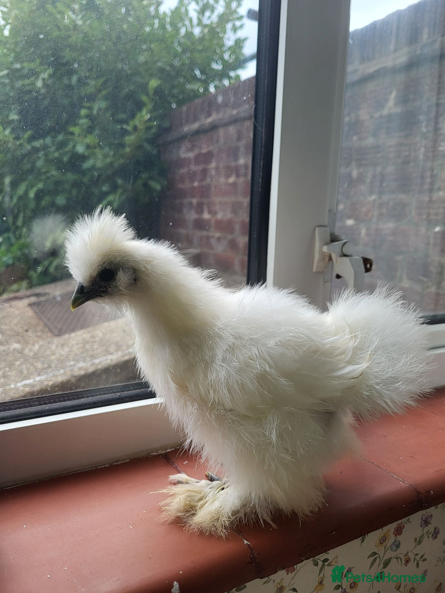 Chickens poultry Silkie Chicks for Sale  - Advert 13