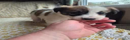 Border Collie dogs for sale: Border Collie puppies for sale in Crediton - Advert 7