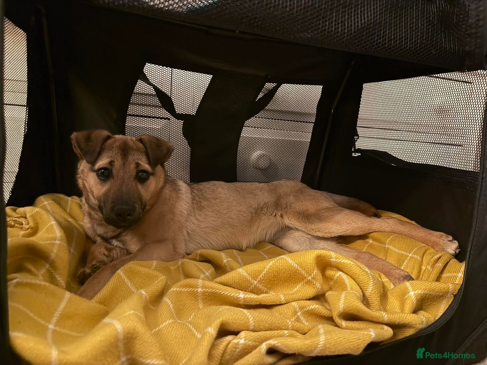 Mixed Breed dogs JAN - RESERVED - Advert 6