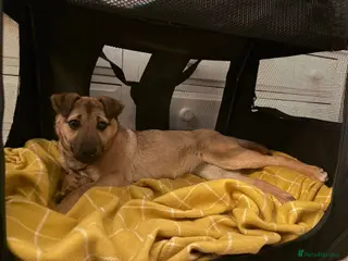 Mixed Breed dogs JAN - RESERVED - Advert 6