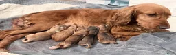 Cocker Spaniel dogs for sale: Bella’s Cocker Spaniel Puppies – 4 Boys, 1 Girl in Bedford - Advert 14