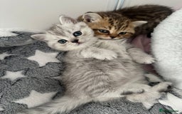 British Shorthair cats for sale: British Shorthair Kittens - Image 3