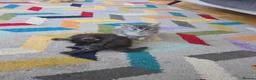 Maine Coon cats for sale: Gorgeous Playful Maine Coon x Ragdoll Mix Kittens - Advert 25
