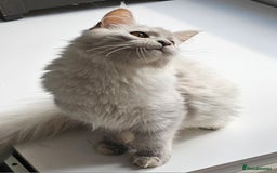 Maine Coon cats for sale: Maine Coon shaded lines - Image 10