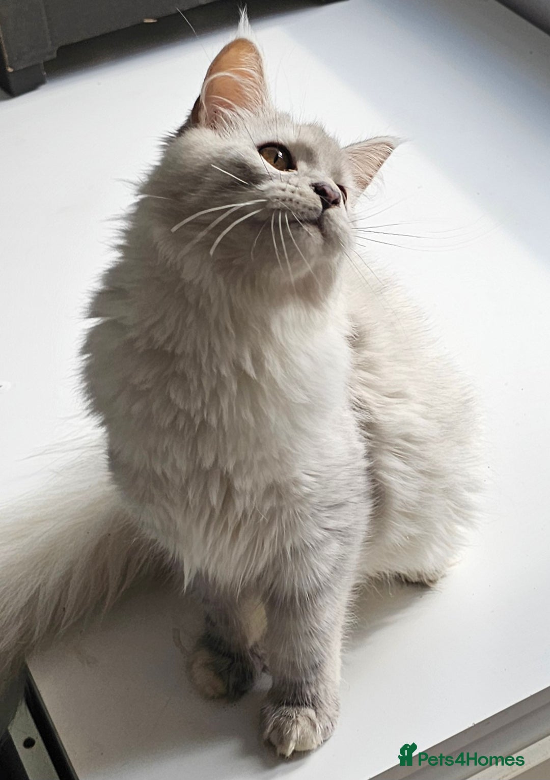 Maine Coon cats for sale: Maine Coon shaded lines - Image 10