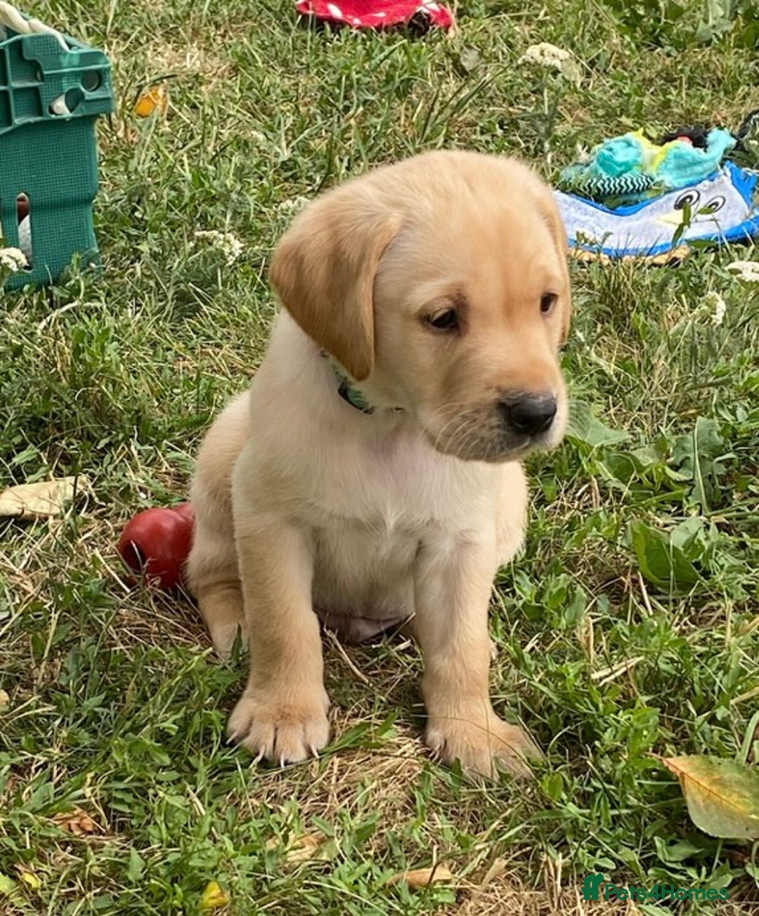 Labrador Retriever dogs for sale: Gorgeous Labrador puppies for sale - Image 15