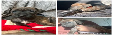 Mixed Breed 10