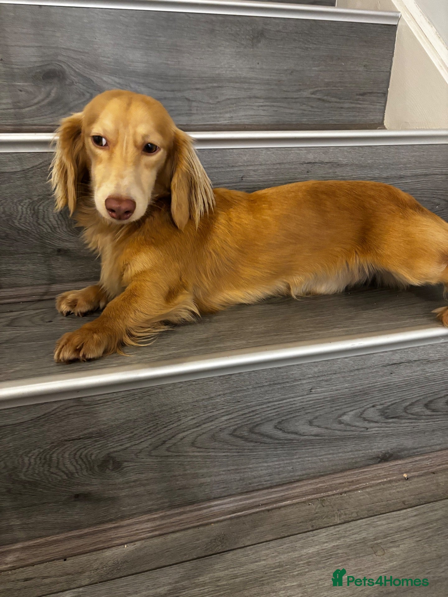 Miniature Dachshund dogs for stud: Cream long haired stud dog - Advert 1