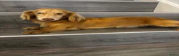 Miniature Dachshund dogs for stud: Cream long haired stud dog - Advert 1
