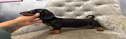 Miniature Dachshund dogs for sale: REDUCED Venus Rocket and Comet piebald dachshunds  - Advert 26