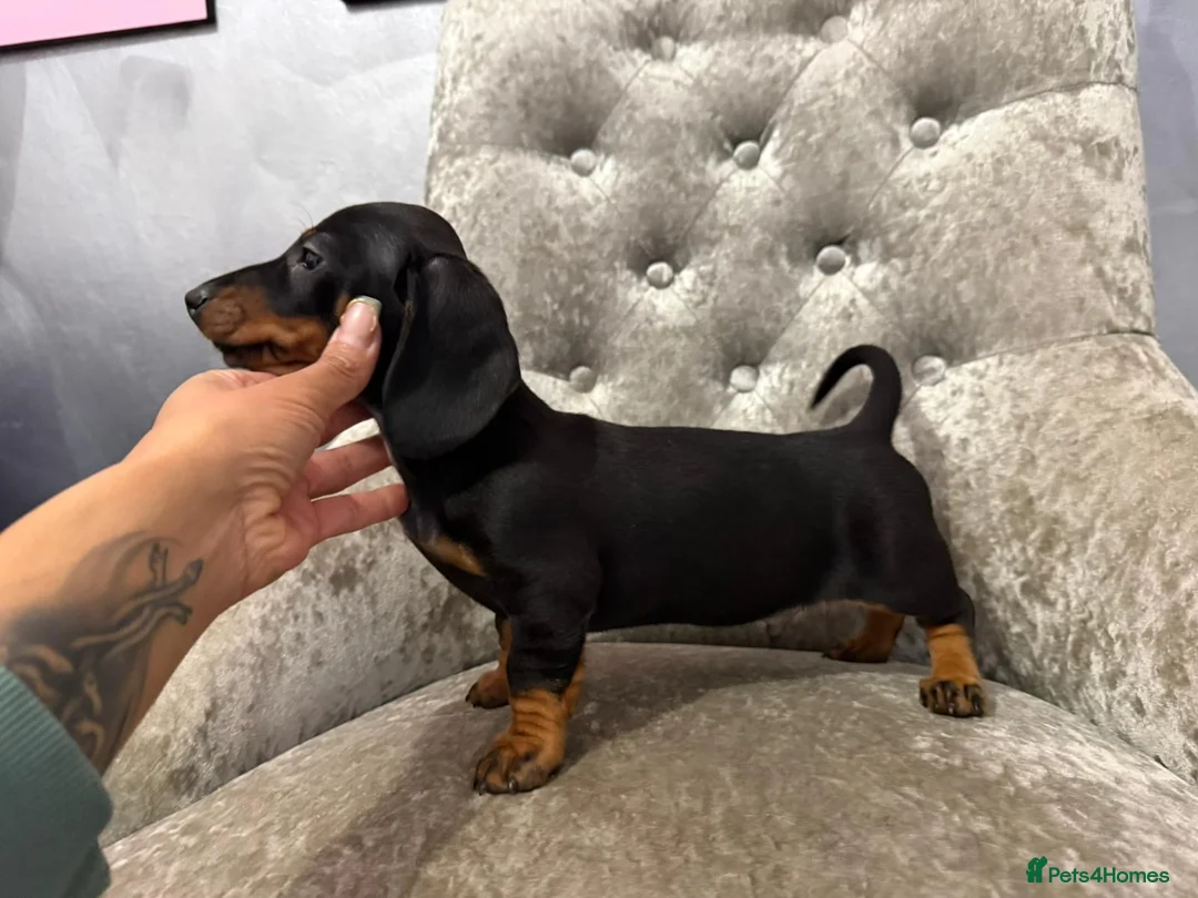Miniature Dachshund dogs for sale: REDUCED Venus Rocket and Comet piebald dachshunds  - Advert 26