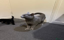 British Shorthair cats for sale: British shorthair mixed  - Image 8