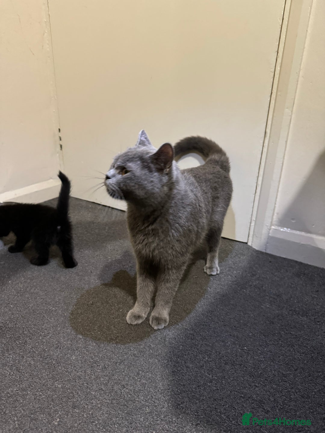 British Shorthair cats for sale: British shorthair mixed  - Image 8