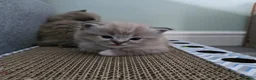 Ragdoll cats for sale: Registered Ragdoll Kittens for Sale - Advert 3