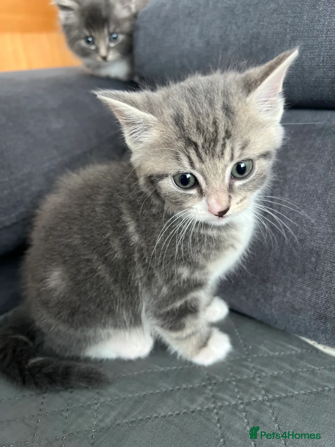 Mixed Breed cats for sale: 5 beautiful kittens (1 boy and 4 girls) - Advert 2