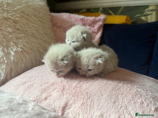 British Shorthair cats - Advert 20