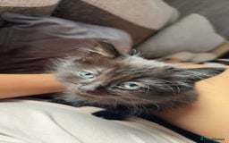 Mixed Breed cats for sale: beautiful fluffy black kitten - Image 1