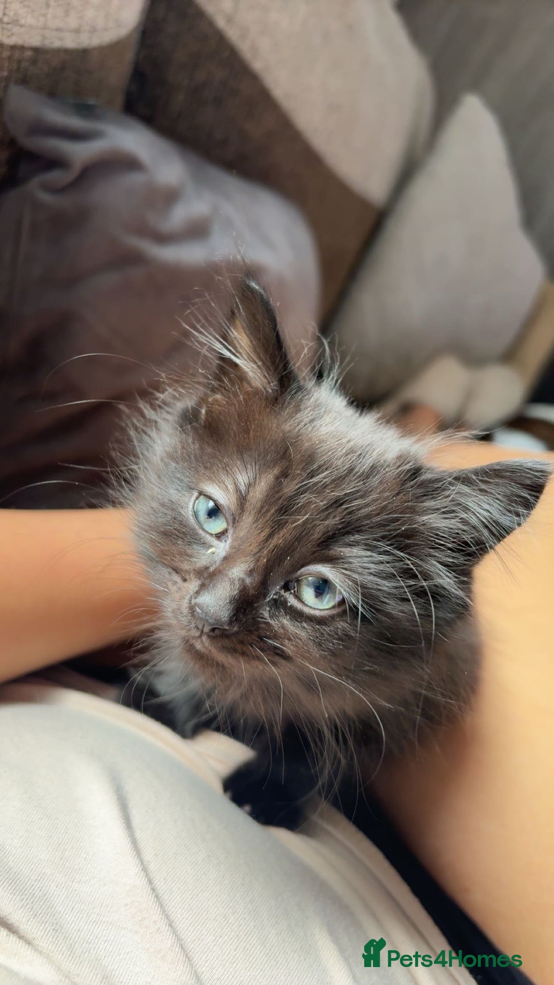 Mixed Breed cats for sale: beautiful fluffy black kitten - Image 1