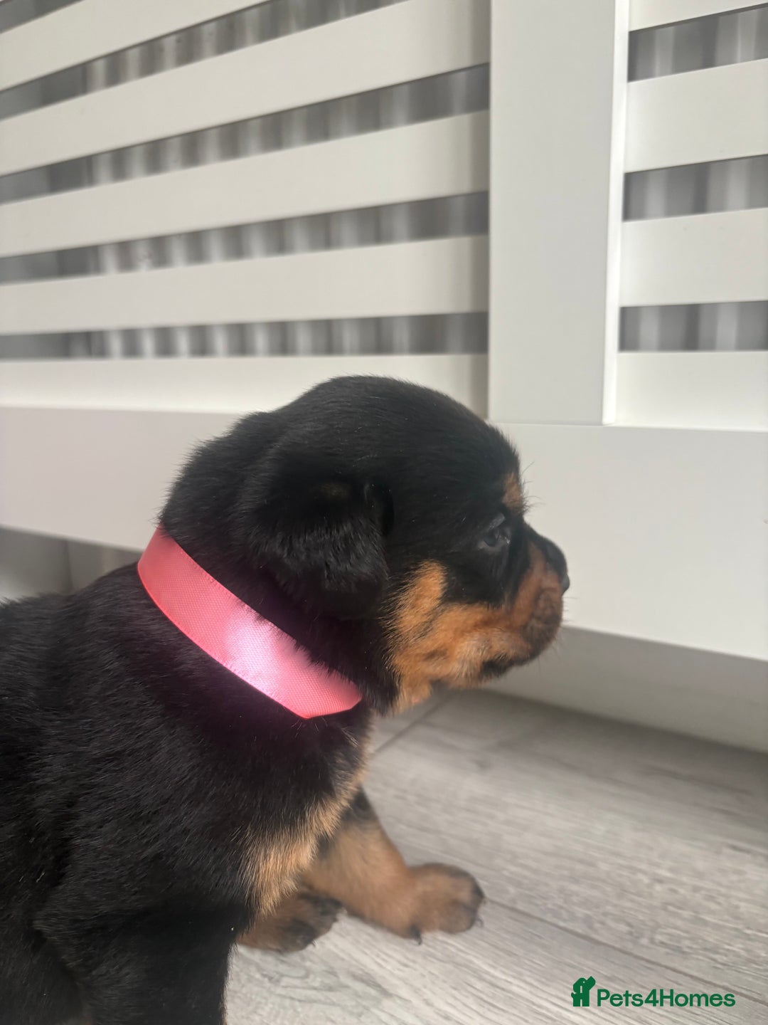Rottweiler dogs for sale: Rottweiler puppies for sale - Image 5