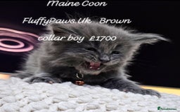 Maine Coon cats for sale: Maine Coons FluffyPaws.Uk  - Image 5