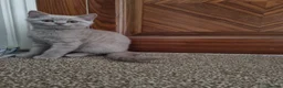British Shorthair cats for sale: British Shorthair Kitten in Blackburn - Advert 14