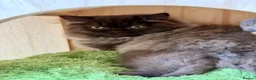 British Longhair cats for sale: Chocolate BLH boys TICA registration  - Advert 14