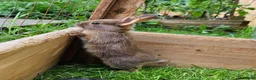 Mixed Breed rabbits for sale: Adorable Bunniesfor Sale! - Advert 7