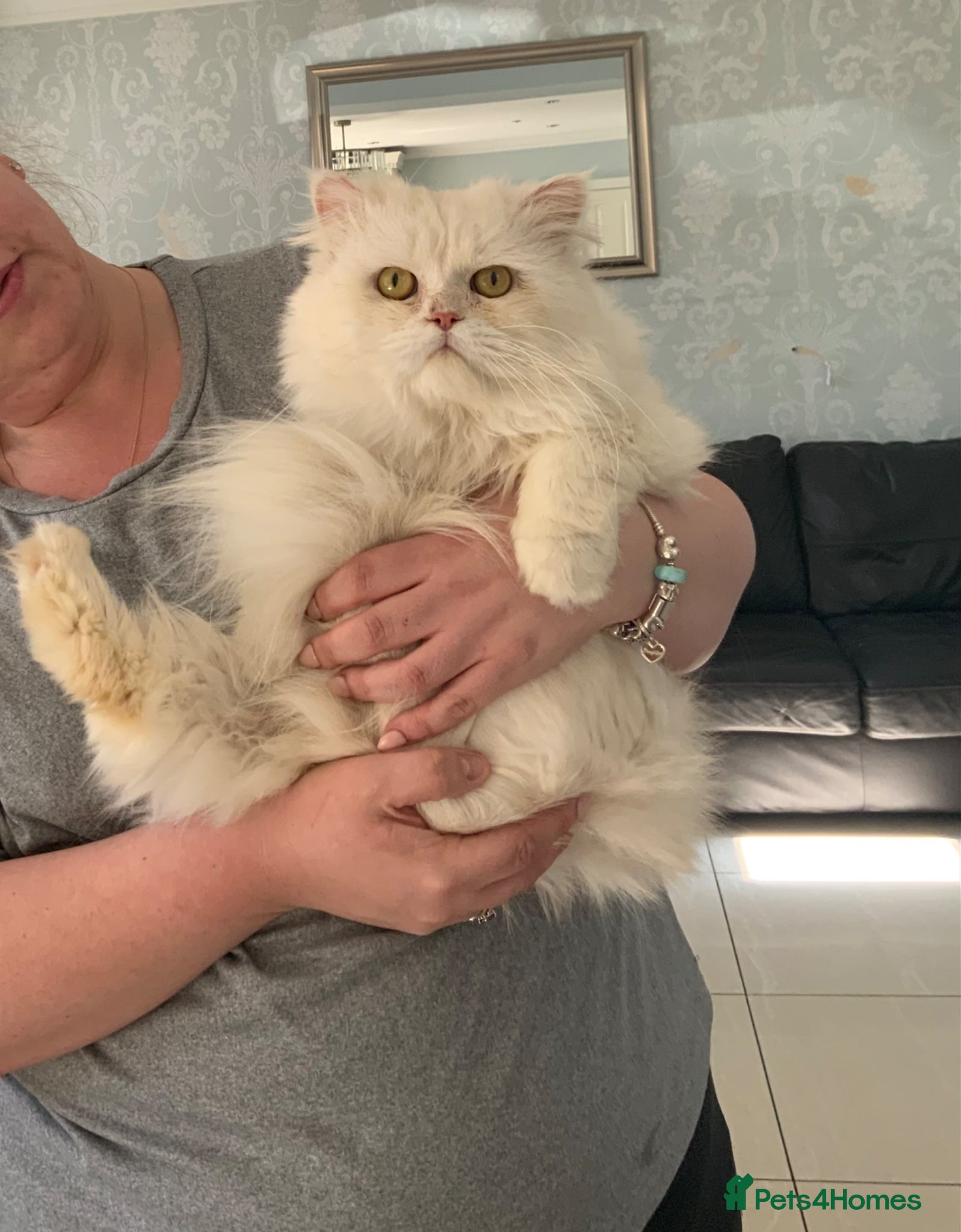Persian cats Beautiful white fluffy Persian male 3 years old - Advert 1