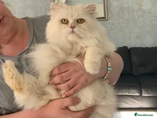 Persian cats Beautiful white unneutered Persian male 3 years - Advert 6
