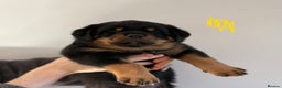 Rottweiler dogs for sale: 4 Gorgeous Rottweiler Puppies - Advert 23