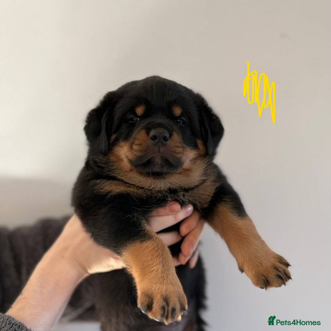 Rottweiler dogs for sale: 4 Gorgeous Rottweiler Puppies - Advert 23