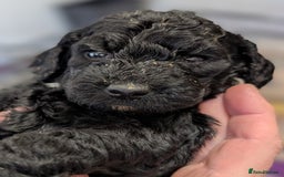 Australian Labradoodle dogs for sale: Adorable Miniature Australian Labradoodle Puppies - Image 12