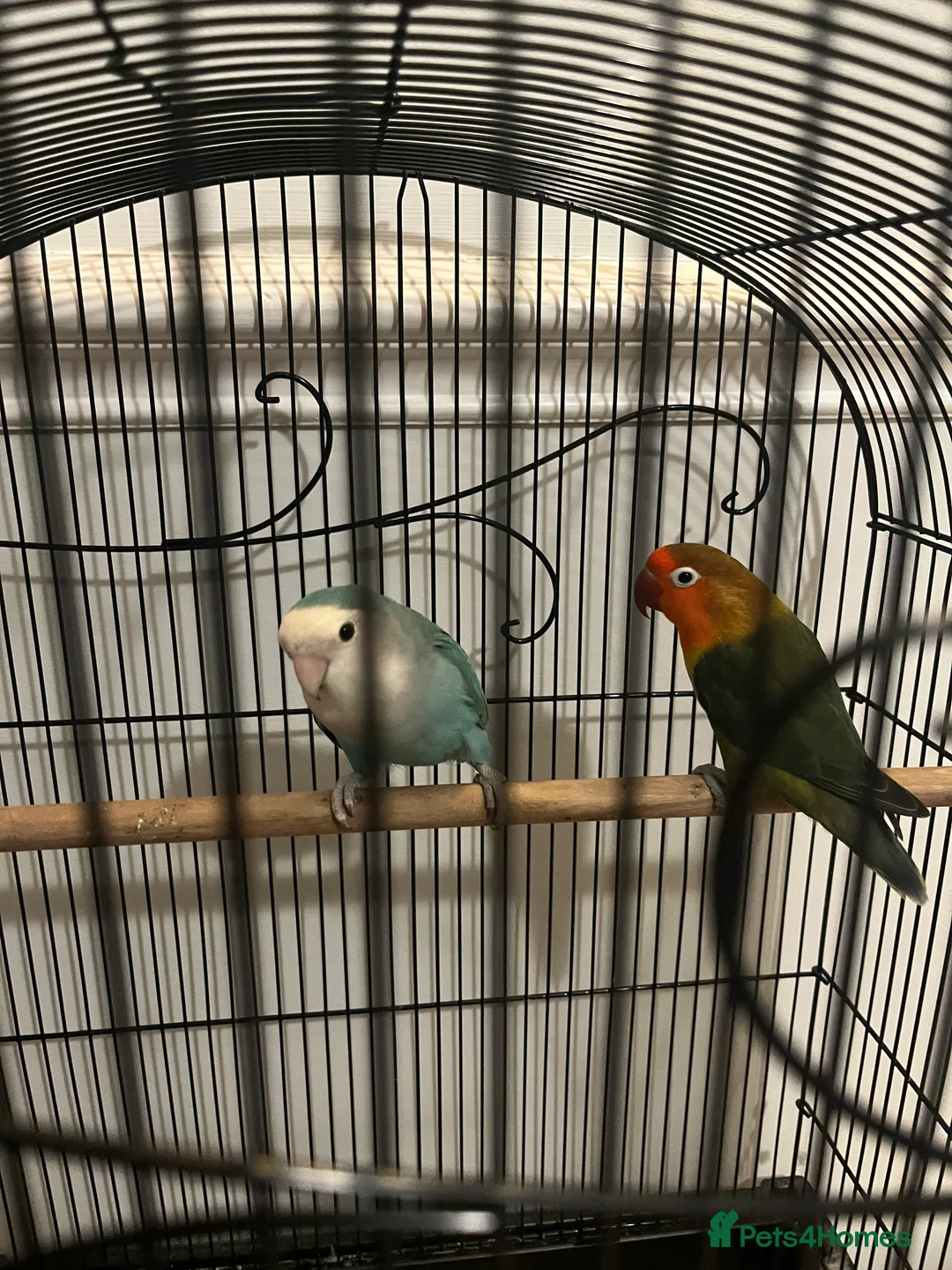 Lovebirds birds for sale: Beautiful pair of lovebirds - Advert 3