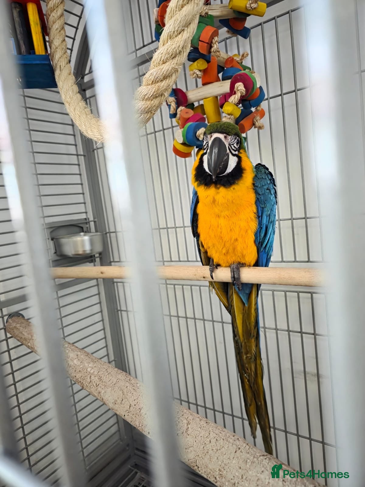 Macaws birds Blue macaw  - Advert 3